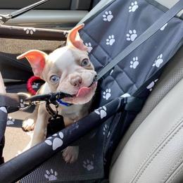 Boston Terrier Puppies from Lola’s House of Bostons & Rescue