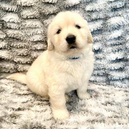 Marshall - Light golden male Golden Retriever puppy in Oregon from Bliss Retrievers