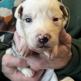 Techno - Slate merle male Border Collie puppy in Memphis, New York from Dual Traxx Border Collies