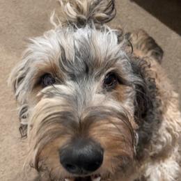 Tilly - Goldendoodle