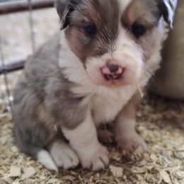 Border Collie Puppies from Bond Border Collies