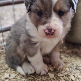 Border Collie Puppies from Bond Border Collies