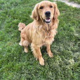 Pippi - Golden Retriever