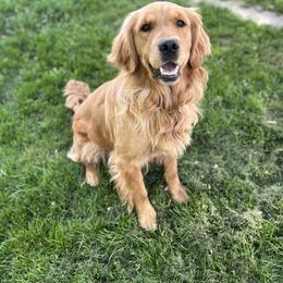 Pippi - Golden Retriever