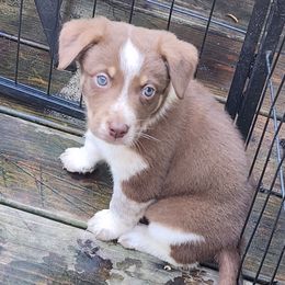 Jacko - Red male Companion Cross puppy in Utica, New York from Australian Cattle Dog Mix
