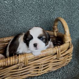 Leonardo - Black and white male Companion Cross puppy in Fresno, Texas from Leslie’s Shih Tzus