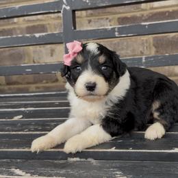Blossom - Black tri-color female Aussiedoodle puppy in Cartersville, Georgia from Simply Blessed Doodles