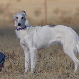 Penny - Silken Windhound