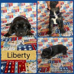 Liberty - Black female Catahoula Leopard Dog puppy in Forbes, Minnesota from North Country Catahoulas