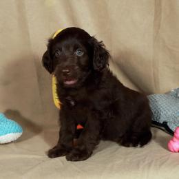 Aphrodite - Red female Aussiedoodle puppy in Colonial Beach, Virginia from Bristol Mine Kennels