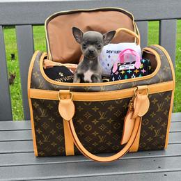 Rosie - Blue and tan female Chihuahua puppy in Amity, Pennsylvania from Baxters Chihuahuas