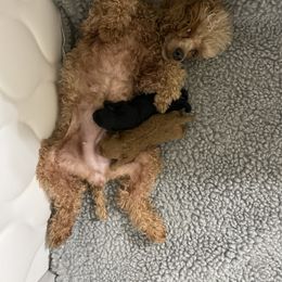 Golden Retriever and Poodle Puppies from Meagan Nielson’s Precious Pups