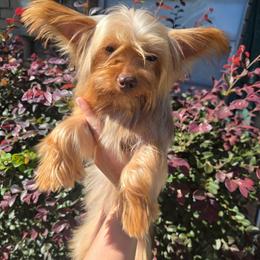 Ember - Yorkshire Terrier