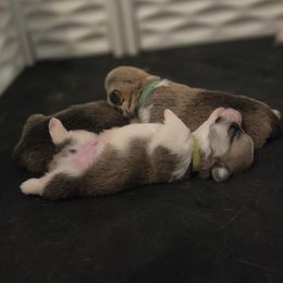 Pembroke Welsh Corgi Puppies from Salted Rim Corgis