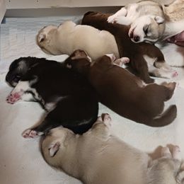 Siberian Husky puppies from Rebel Huskys