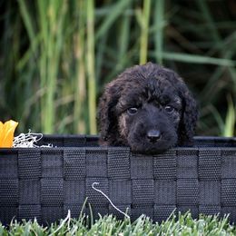Poodle Puppies from Nay Design Poodles