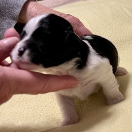 Girl 1 - Black and white Havanese puppy in Athens, Alabama from Sunsation Havanese