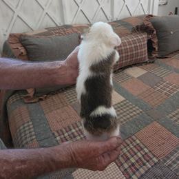 Girl 1 - Sable female Pembroke Welsh Corgi puppy in Collinsville, Mississippi from Lindsey's Lovely Little Corgis