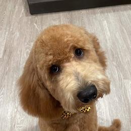 Goldendoodle All Grown Up from Goldendoodle AZ