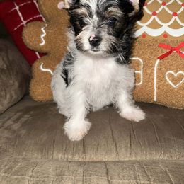 Emmy - Parti female Yorkshire Terrier puppy in Clarksburg, Indiana from Hidden Gems Parti Yorkies