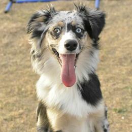 Sage - Blue merle female Miniature Australian Shepherd puppy in Copperas Cove, Texas from Hidden Leaf Aussies