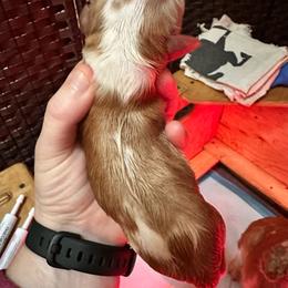 Dean - Blenheim male Cavalier King Charles Spaniel puppy in Tunbridge, Vermont from Solheimar