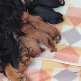 Bibi - Ruby female Cavalier King Charles Spaniel puppy in Sandstone, Minnesota from Peaceful Garden Cavaliers