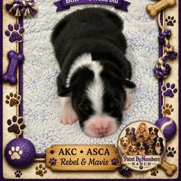 Riot - Black tri-color male Australian Shepherd puppy in Magee, Mississippi from Paint ByNumbers Ranch