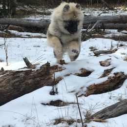 Keeshond Puppies from StarStruck Keeshonden