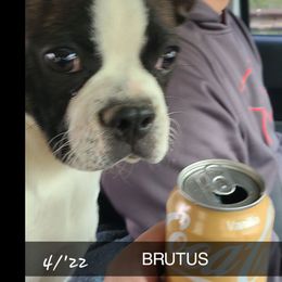 BRUTI - Boston Terrier
