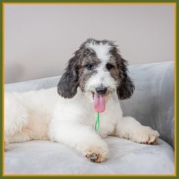 Manchu - Black male Bernedoodle puppy in Connersville, Indiana from Deaz Doodle Ranch