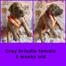 Purple - Gray brindle female Cane Corso puppy in Compton, California from Urban League Cane Corso