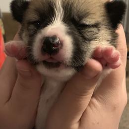 Pembroke Welsh Corgi Puppies from Kenyon Pembroke Welsh Corgis