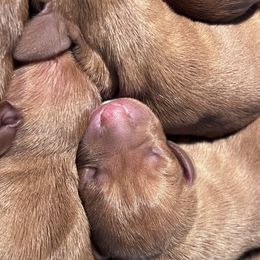 Male 3 - Golden rust male Vizsla puppy in Dugspur, Virginia from Pilgrims Trails Shorthairs