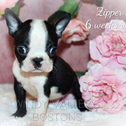 Boy 6 - Black and white male Boston Terrier puppy in North Central, Vermont from Windy Valley’s Bostons