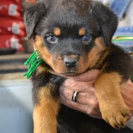 Green collar male - Black and mahogany male Rottweiler puppy in Dawson Springs, Kentucky from Lakeview Rottweilers