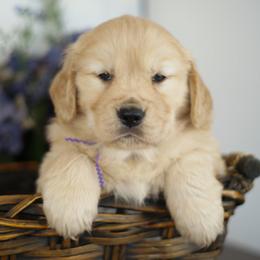 Ms Purple - Golden female Golden Retriever puppy in Moapa, Nevada from Little Bitta Luck Farms