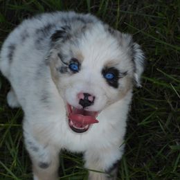 Sunday - Blue merle Australian Shepherd puppy in Kidder, Missouri from Sheep Creek Aussies