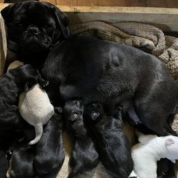 Pug Puppies from Crazy Pugs Haven