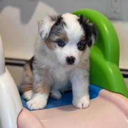 Lily - Blue merle female Miniature Australian Shepherd puppy in Massapequa, New York from All That Auss Mini Aussies