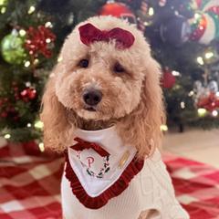Pippi - Goldendoodle