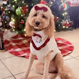 Pippi - Goldendoodle