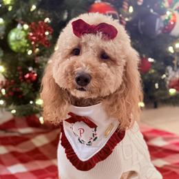 Pippi - Goldendoodle