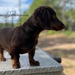 Dachshund Puppies from Camacho_Dachshunds