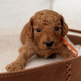 Toffee - Red  male Poodle puppy in Charlotte, North Carolina from Bruno & Co. Puppies
