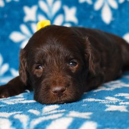 Female 1-yellow collar - Chocolate female Goldendoodle puppy in Macedon, New York from Toodles Goldendoodles