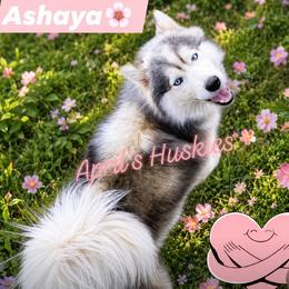 Ashaya - Siberian Husky