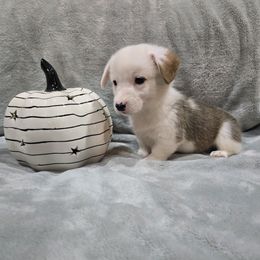 Yellow Collar Male - Red male Pembroke Welsh Corgi puppy in Tenino, Washington from LoneStar Corgis NW