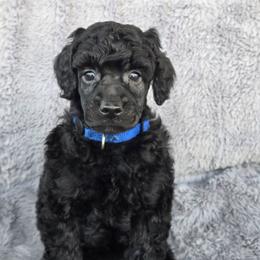 Louis - Black male Poodle puppy in Bauxite, Arkansas from Mountain Ridge Poodles