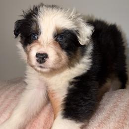Chimichanga - Black tri-color female Australian Shepherd puppy in Anniston, Alabama from All Hale Aussies